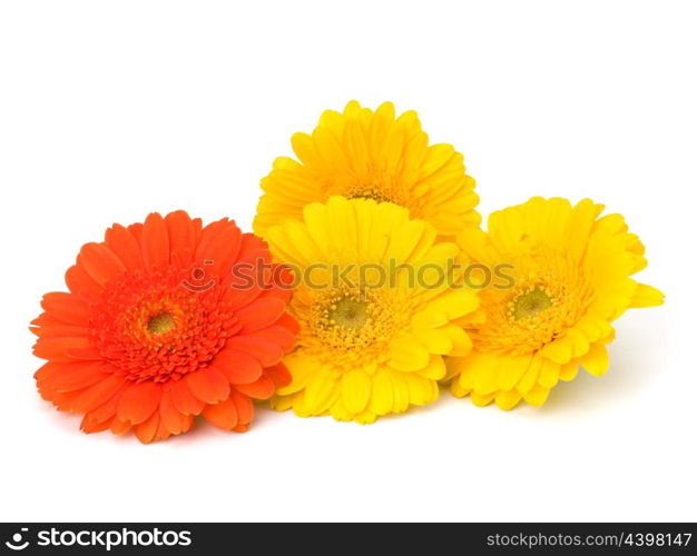 Beautiful daisy gerbera flowers isolated on white background