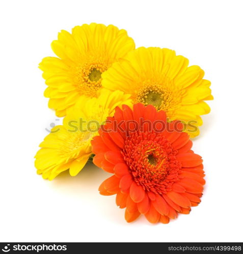 Beautiful daisy gerbera flowers isolated on white background