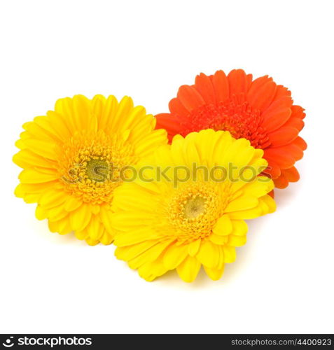 Beautiful daisy gerbera flowers isolated on white background