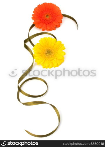 Beautiful daisy gerbera flowers isolated on white background