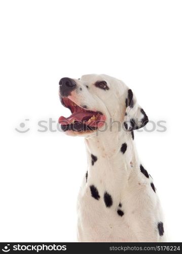 Beautiful dalmatian dog isolated on a white background