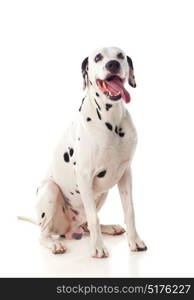 Beautiful dalmatian dog isolated on a white background