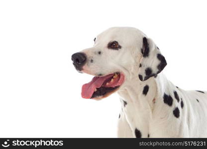 Beautiful dalmatian dog isolated on a white background