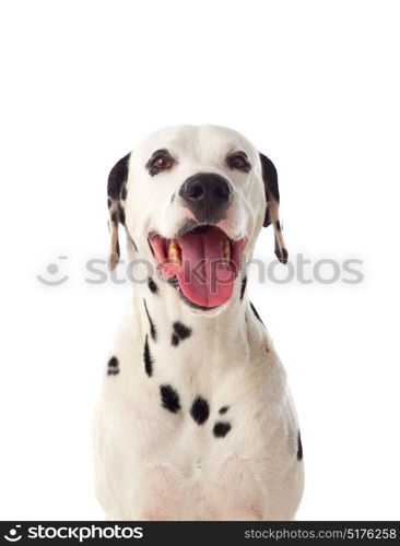 Beautiful dalmatian dog isolated on a white background