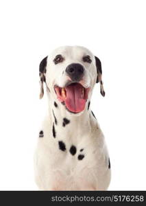 Beautiful dalmatian dog isolated on a white background