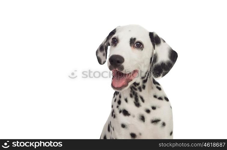 Beautiful Dalmatian with black spotted isolated on white background