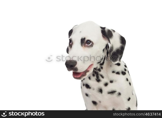 Beautiful Dalmatian with black spotted isolated on white background