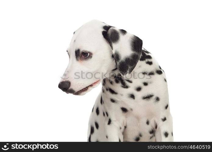 Beautiful Dalmatian with black spotted isolated on white background