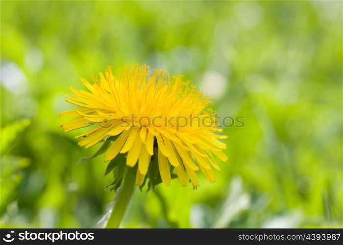 Beautiful dandelion flower close up