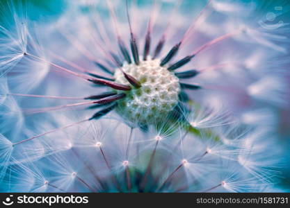 beautiful dandelion flower seed, abstract and blue background