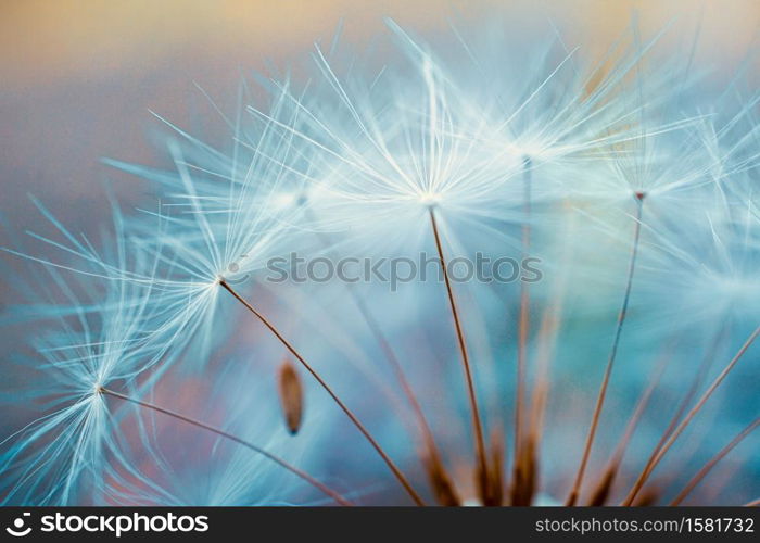 beautiful dandelion flower seed, abstract and blue background