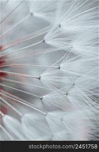 beautiful dandelion flower seed in spring season