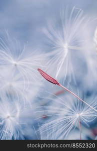 beautiful dandelion flower seed in spring season