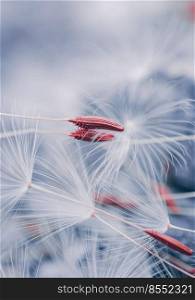 beautiful dandelion flower seed in spring season