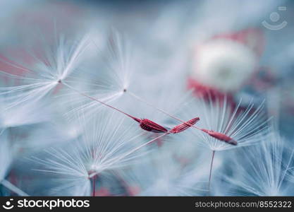 beautiful dandelion flower seed in spring season