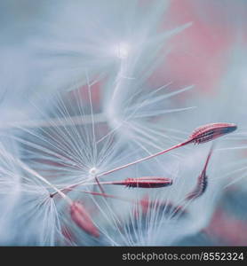 beautiful dandelion flower seed in spring season