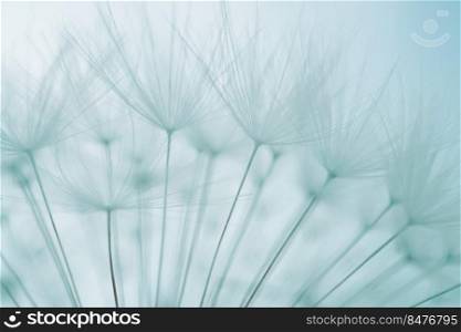   beautiful dandelion flower seed in springtime
