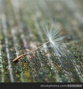 beautiful dandelion flower seed in the nature