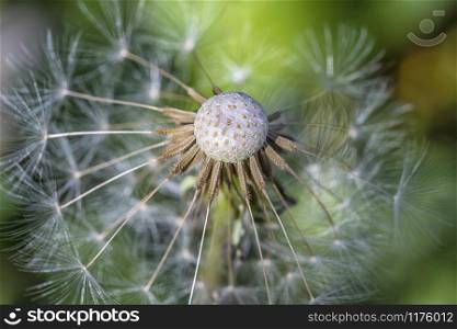Beautiful dandelion head close up. Natural background
