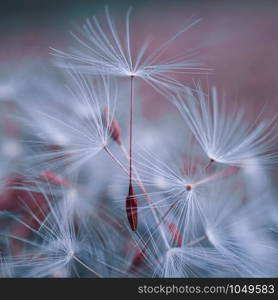 beautiful dandelion seed in autumn in the nature