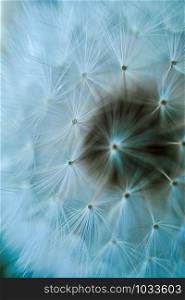 beautiful dandelion seed in the nature in autumn