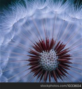 beautiful dandelion seed in the nature in autumn