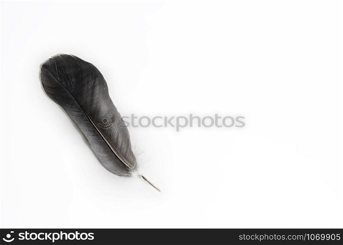 Beautiful dark grey feather on white background. Beautiful dark grey feather