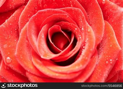 Beautiful dark red rose. Close-up macro view