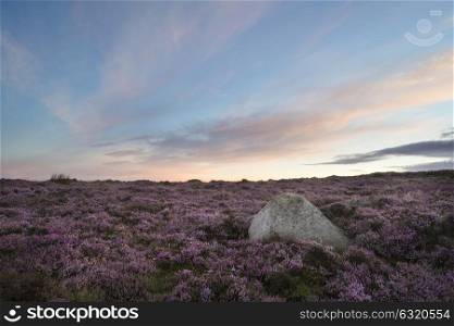 Beautiful dawn sunrise landscape image of heather on Higger Tor in Summer in Peak District England
