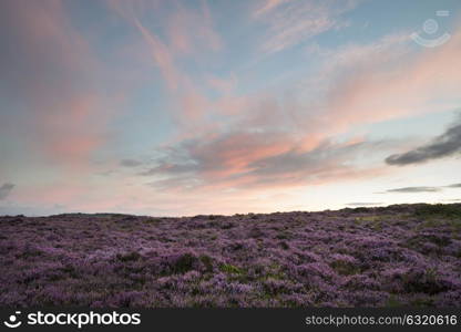 Beautiful dawn sunrise landscape image of heather on Higger Tor in Summer in Peak District England