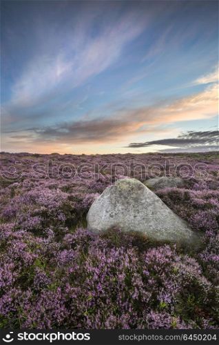 Beautiful dawn sunrise landscape image of heather on Higger Tor in Summer in Peak District England