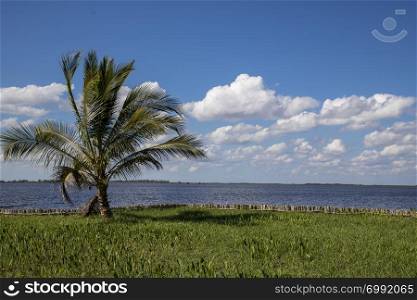 Beautiful day view of water and palm in Laguna del Tesoro, Cuba