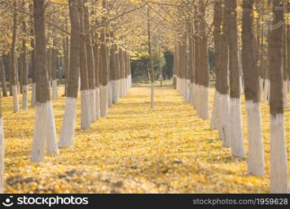 Beautiful deciduous trees in autumn