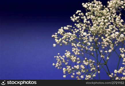 Beautiful decorative branch with white flowers