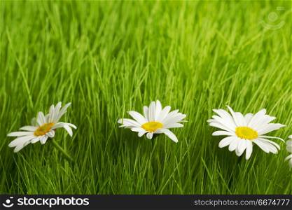 Beautiful decorative chamomile flowers in fresh spring grass. Chamomile flowers