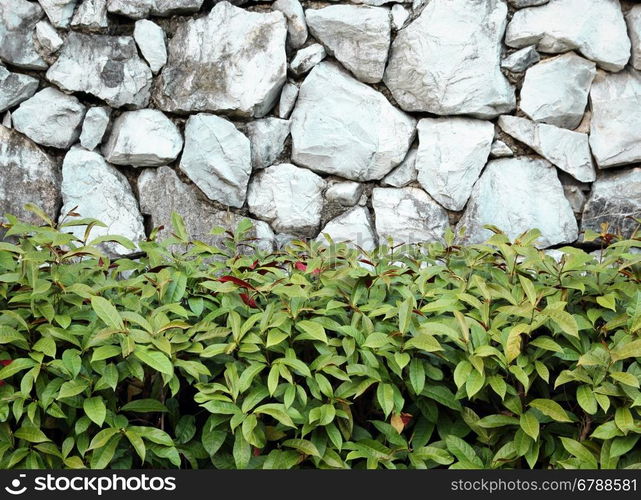 beautiful decorative plant on the stone wall