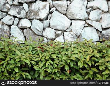 beautiful decorative plant on the stone wall