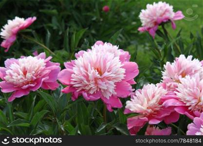 Beautiful delicate pink peony flowers