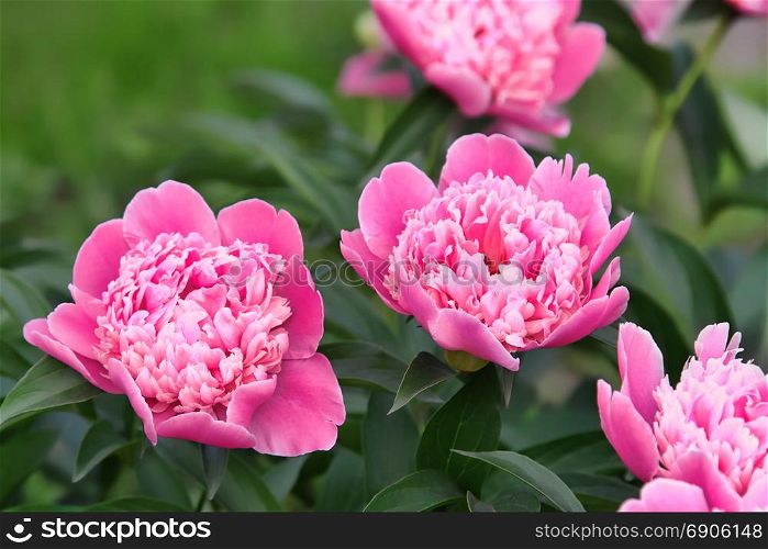 Beautiful delicate pink peony in summer garden