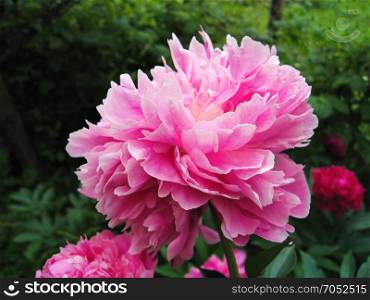 Beautiful delicate pink peony in summer garden