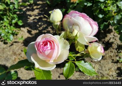 Beautiful delicate rose, closeup