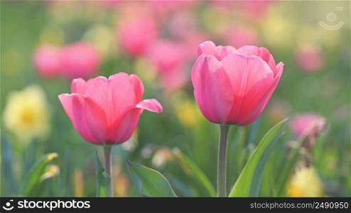 Beautiful delicate spring flowers - tulips. Pastel colors and colorful natural background. Close-up of flowers. Nature concept for spring time.