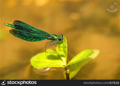 beautiful demoiselle, Calopteryx virgo, male