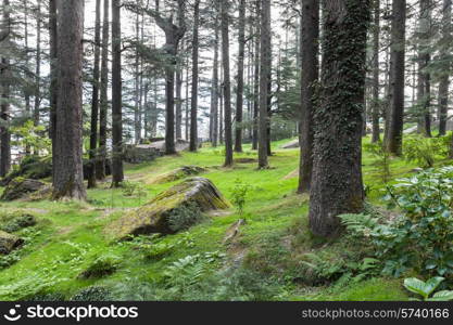 Beautiful deodar forest in Manali, Himachal Pradesh, India