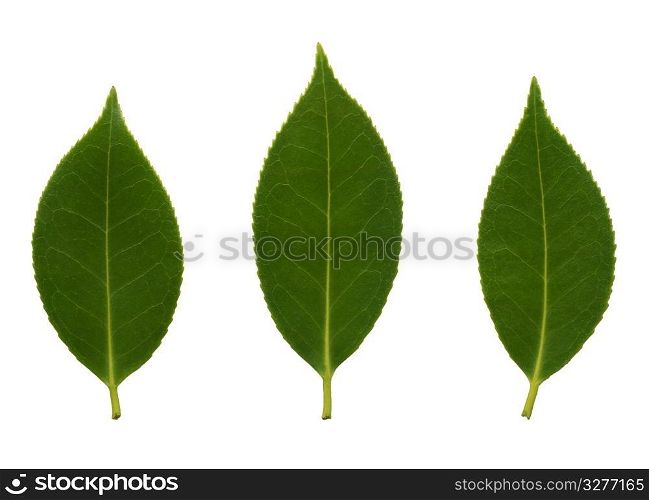 Beautiful detail of the camelia leaves isolated on white background.