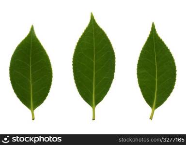 Beautiful detail of the camelia leaves isolated on white background.