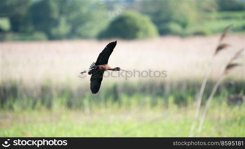 Beautiful detailed image of Glossy Ibis Plegadis Falcinellus in flight over wetlands landscape in Spring