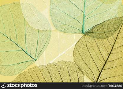 beautiful detailed macro leaf. Beautiful photo. beautiful detailed macro leaf