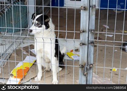 beautiful dog in shelter, charity theme, animal shelter, dog rescue