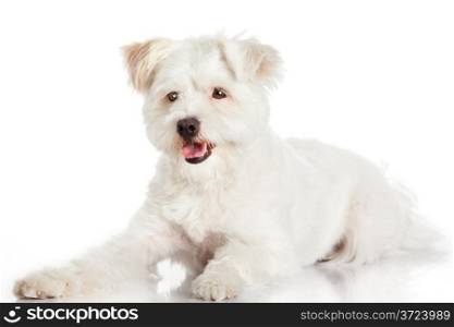 Beautiful Dog isolated on white background